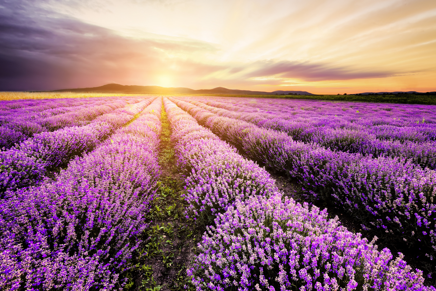 Lavender & Sea Salt